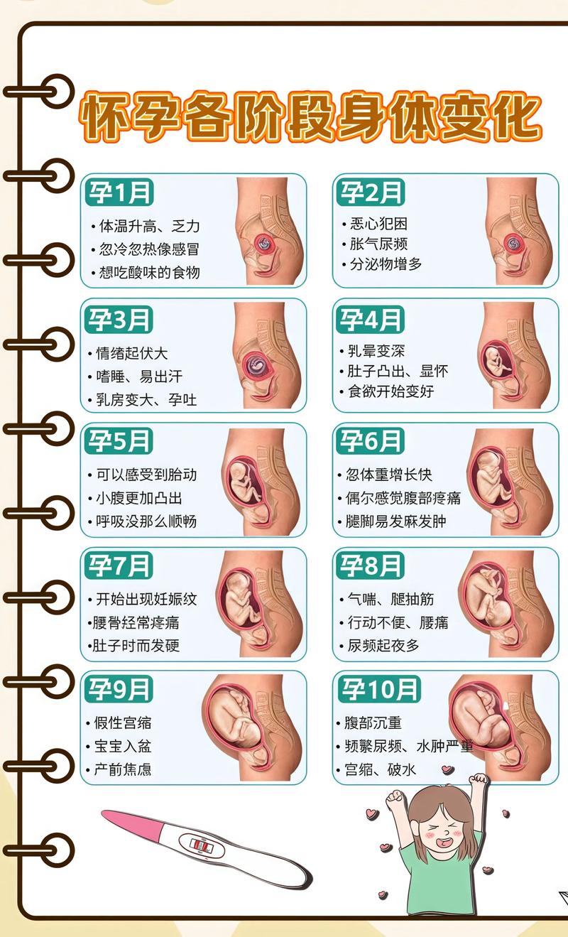 揭秘供卵代孕妈妈怀孕小腹分两节，孕期变化的奥秘曲靖代生机构: